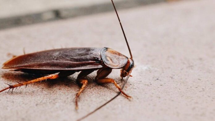 How to get rid of roaches in appliances
